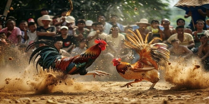 Trải nghiệm xem chọi kê hấp dẫn tại May 88