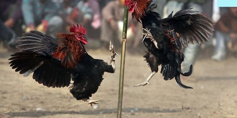 Bí kíp giúp bạn nắm chắc chiến thắng trong tay khi tham gia chọi gà C3