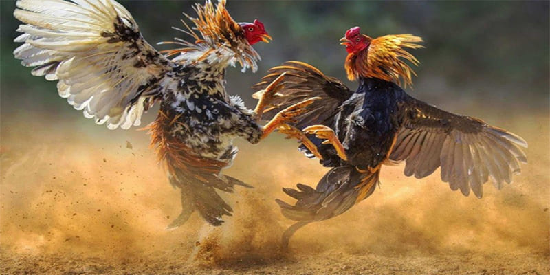 Khám phá những nét chung về đá gà C3