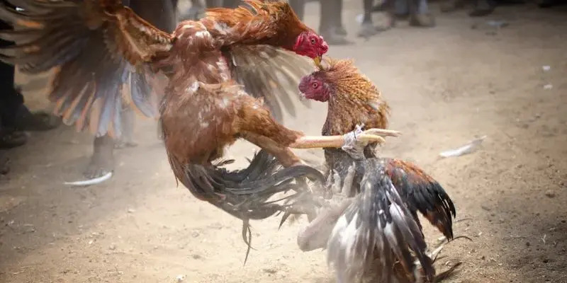 Kinh nghiệm từ cao thủ đá gà cựa dao mà bạn nên áp dụng
