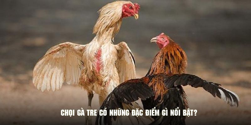 Chọi gà tre có những đặc điểm gì nổi bật?
