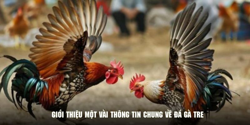 Giới thiệu một vài thông tin chung về đá gà tre