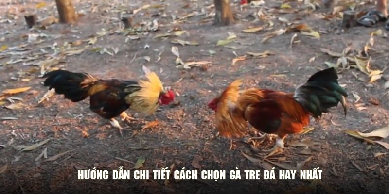 Hướng dẫn chi tiết cách chọn gà tre đá hay nhất