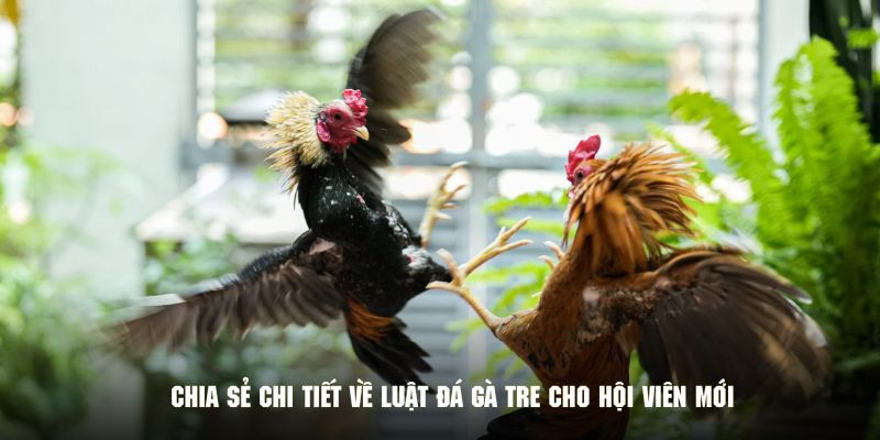 Chia sẻ chi tiết về luật đá gà tre cho hội viên mới