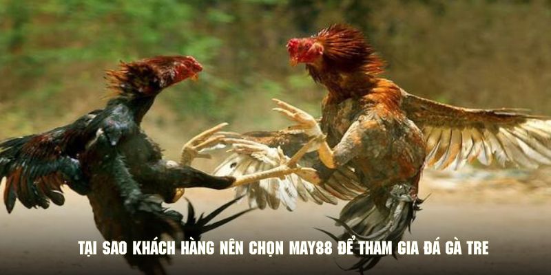 Tại sao khách hàng nên chọn May88 để tham gia đá gà tre