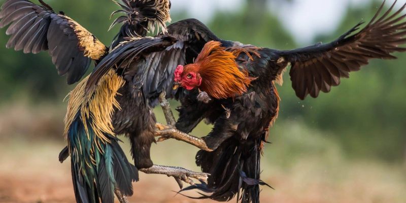 Quy tắc cần nắm vững khi tham gia đá gà cựa dao