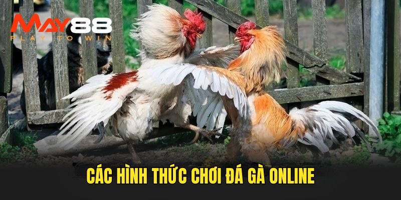 Những cách thức chơi chọi kê 
