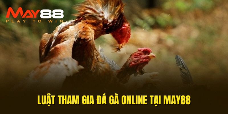 Luật tham gia vào đấu gà trực tuyến 