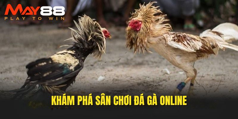 Khám phá sân chơi chọi kê trực tuyến 
