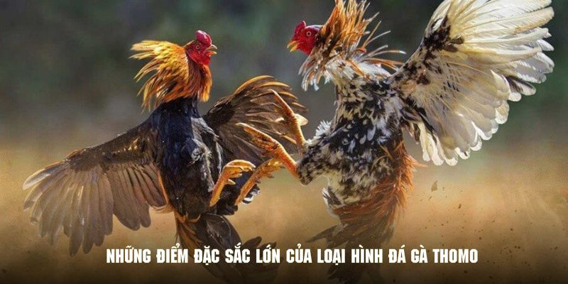 Những điểm đặc sắc lớn của loại hình đá gà thomo 