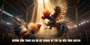 Chi tiết về luật chơi chọi kê thomo từ A đến Z cho tân binh