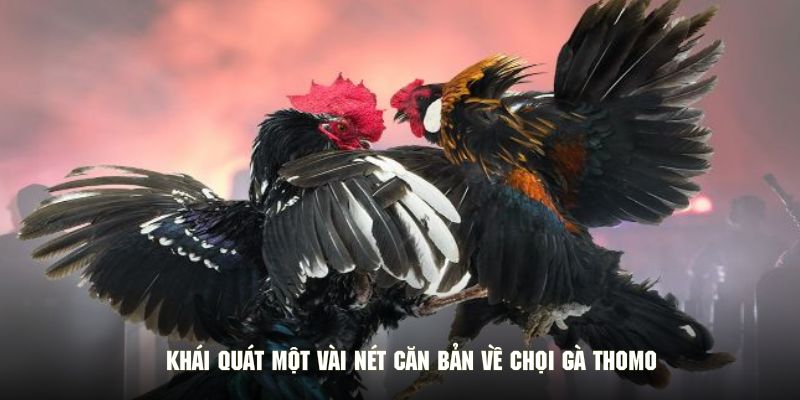 Khái quát một vài nét căn bản về chọi gà thomo