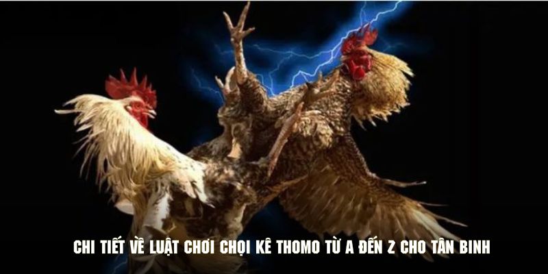 Chi tiết về luật chơi chọi kê thomo từ A đến Z cho tân binh