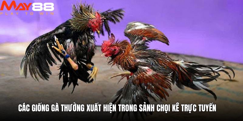 Các giống gà thường xuất hiện trong sảnh chọi kê trực tuyến