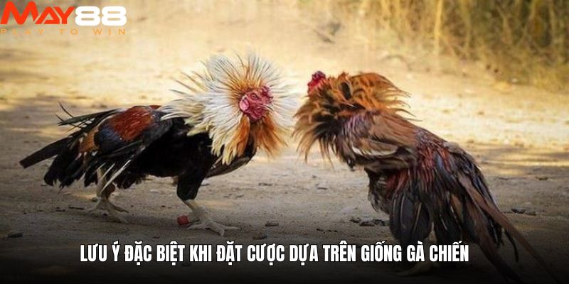 Lưu ý đặc biệt khi đặt cược dựa trên giống gà chiến