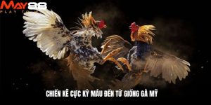 Chiến kê cực kỳ máu đến từ giống gà mỹ
