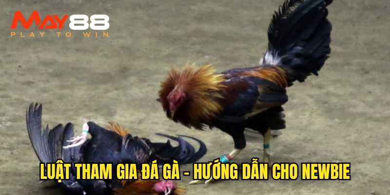 Luật chơi chọi kê tại May88
