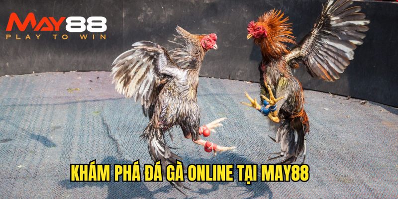 Tìm hiểu đôi nét về chọi kê online tại May88 