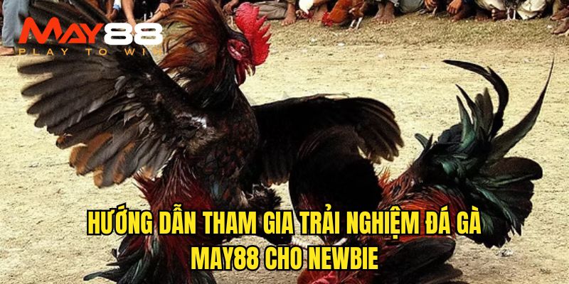 Quy trình tham gia hướng dẫn đá gà cho newbie